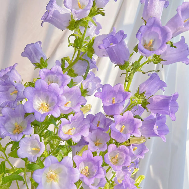 🔔Bellflower Seeds—Spring's Rainbow Romance🌸