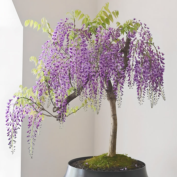 🌈Last Day Sale - 60% OFF🌸Wisteria Flower Seeds, Purple Elf Blossoms