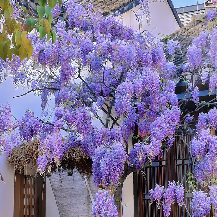 🌈Last Day Sale - 60% OFF🌸Wisteria Flower Seeds, Purple Elf Blossoms