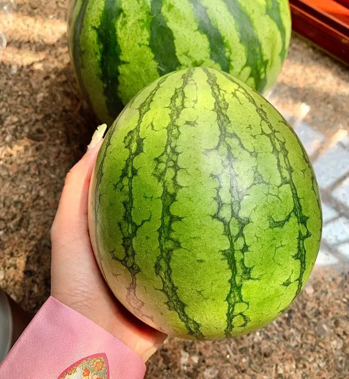 🍉Thin Skin Ruby Mini Watermelons Seeds