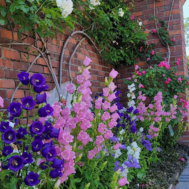 🔔Bellflower Seeds—Spring's Rainbow Romance🌸