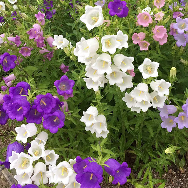 🔔Bellflower Seeds—Spring's Rainbow Romance🌸