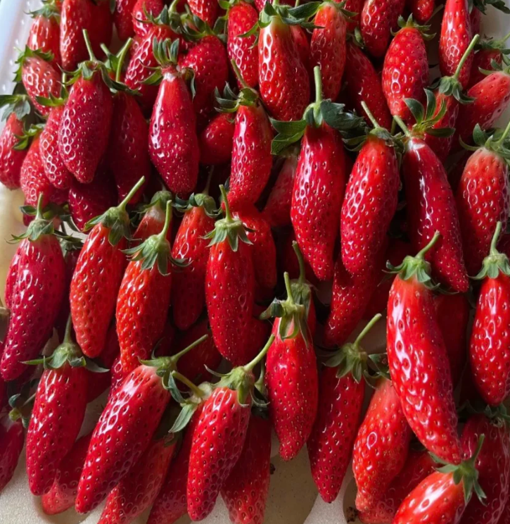 Rare Chili Strawberry Fruits Seeds