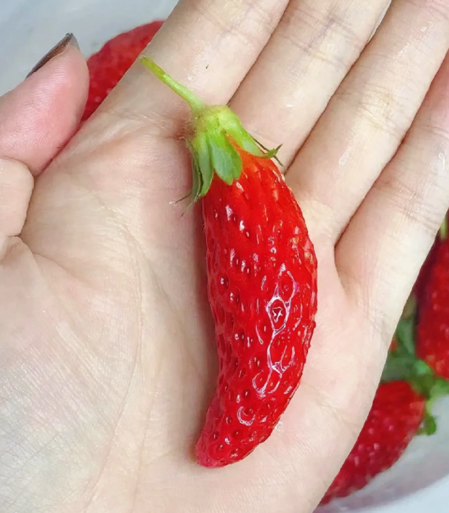 Rare Chili Strawberry Fruits Seeds