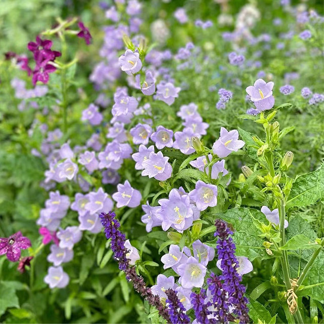 🔔Bellflower Seeds—Spring's Rainbow Romance🌸