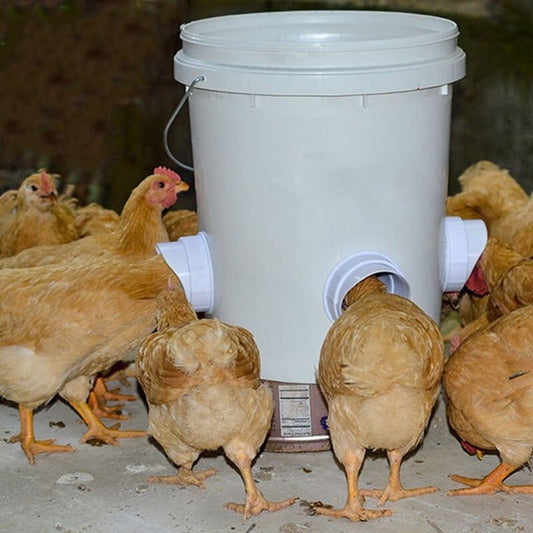 (🔥 NEW-50% OFF)DIY Chicken Feeder