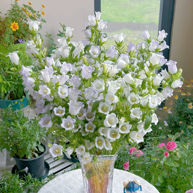 🔔Bellflower Seeds—Spring's Rainbow Romance🌸