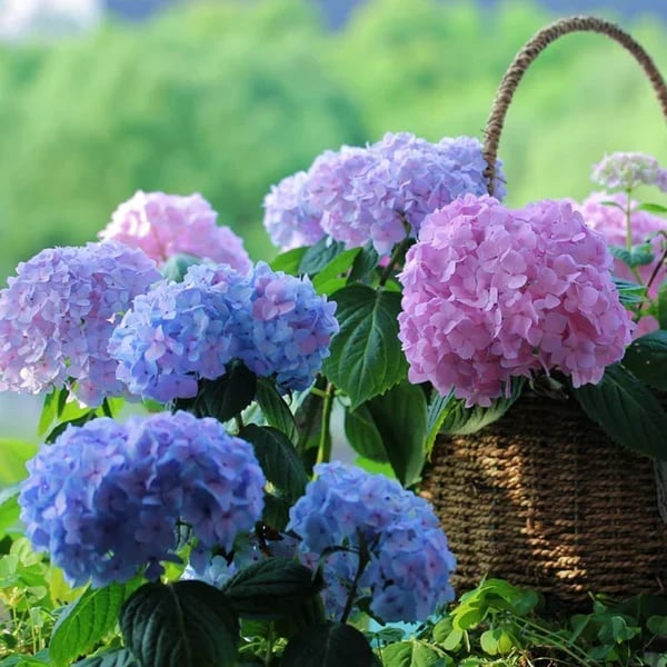 Last Day 70% OFF💐Outdoor Artificial Hydrangea Flowers