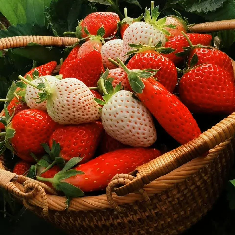 Rare Chili Strawberry Fruits Seeds