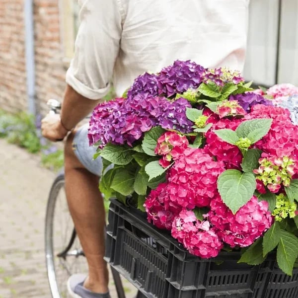 Last Day 70% OFF💐Outdoor Artificial Hydrangea Flowers