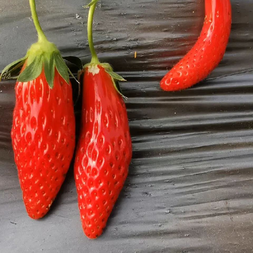 Rare Chili Strawberry Fruits Seeds