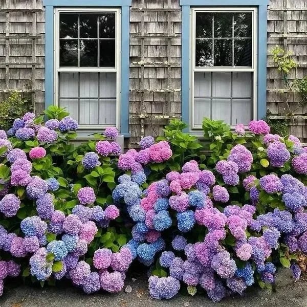 Last Day 70% OFF💐Outdoor Artificial Hydrangea Flowers