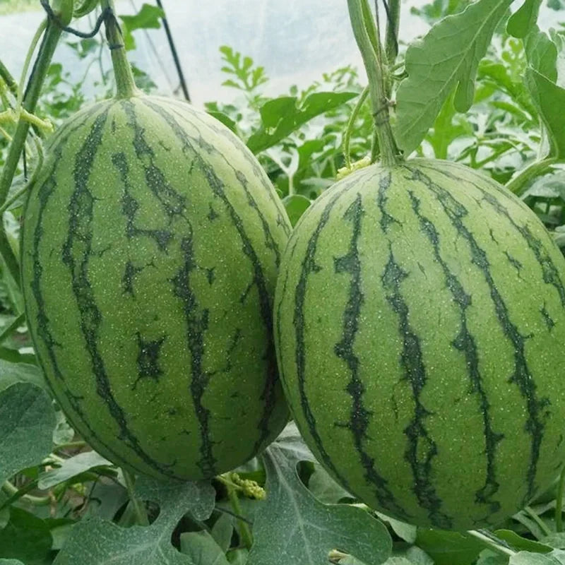 🍉Thin Skin Ruby Mini Watermelons Seeds