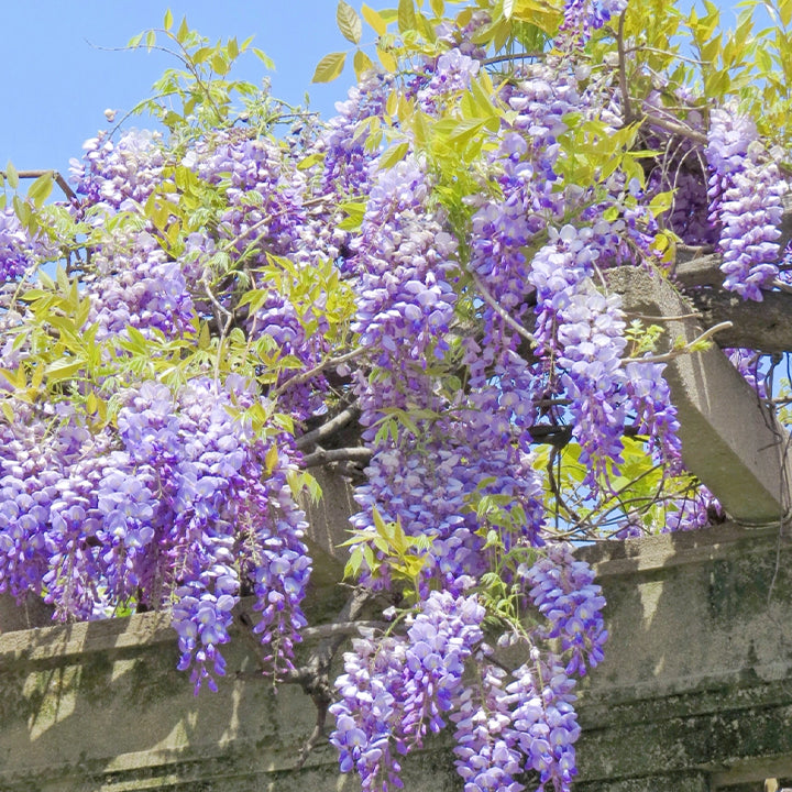 🌈Last Day Sale - 60% OFF🌸Wisteria Flower Seeds, Purple Elf Blossoms