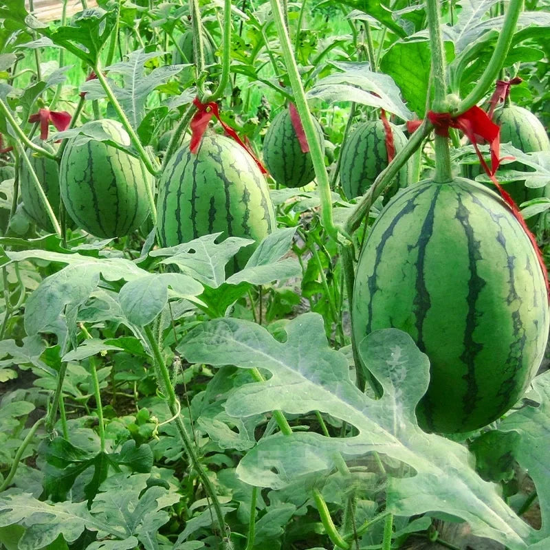 🍉Thin Skin Ruby Mini Watermelons Seeds