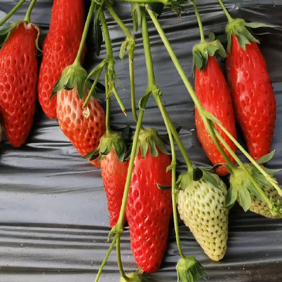 Rare Chili Strawberry Fruits Seeds