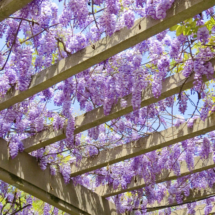 🌈Last Day Sale - 60% OFF🌸Wisteria Flower Seeds, Purple Elf Blossoms