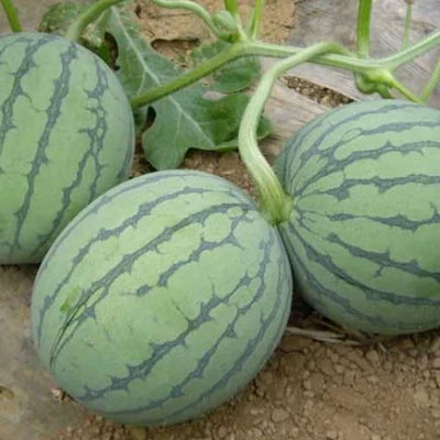 🍉Thin Skin Ruby Mini Watermelons Seeds